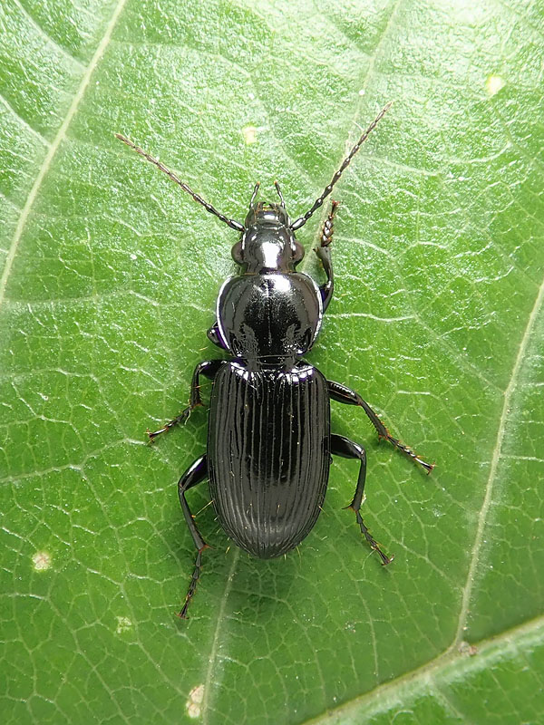 Carabidae: Pterostichus melas?  Pterostichus  sp. (P. nigrita o P. rhaeticus)